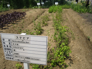 c0145449_2216331.jpg