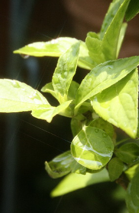 d0013149_8134277.jpg