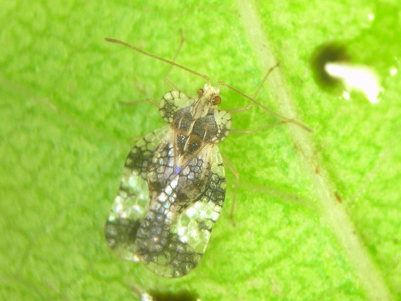 c0142963_036146.jpg