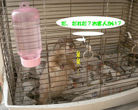 e0066883_20112544.gif