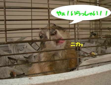 e0066883_20123075.gif