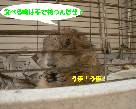 e0066883_20134550.gif