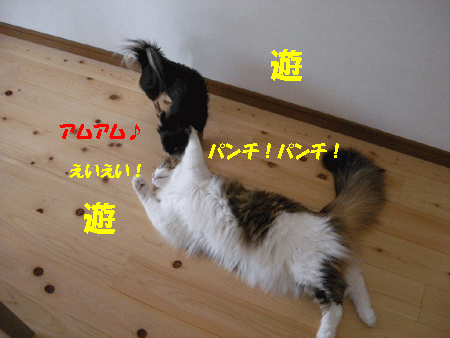 e0066883_20325696.gif