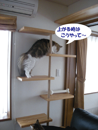 e0066883_2049572.gif