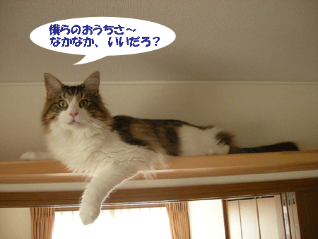 e0066883_2050461.gif