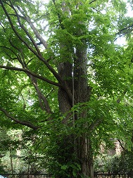 c0105785_9301427.jpg