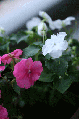 d0100192_22395049.gif