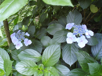 f0130894_2011413.jpg