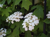 f0130894_209287.jpg