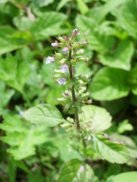 e0025300_12115710.jpg