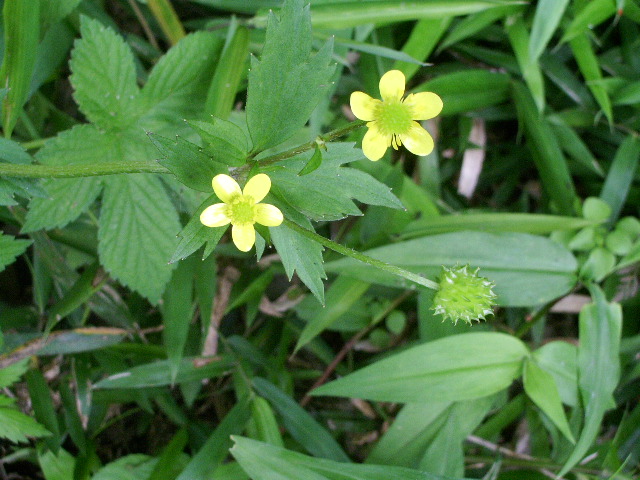 e0025300_1292032.jpg