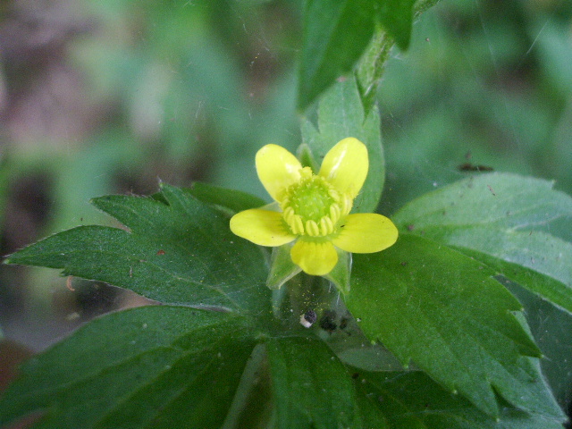 e0025300_1295369.jpg