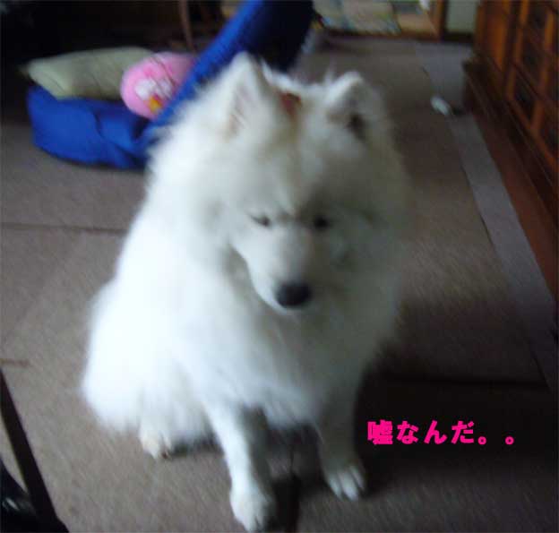 e0018604_1705414.jpg