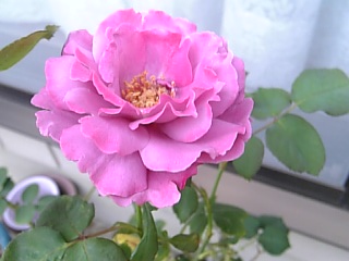 e0098908_22164618.jpg