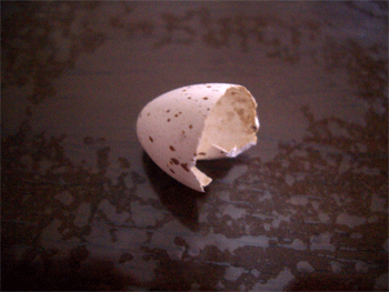 c0143711_1655254.gif
