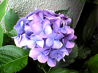 a0101715_1243564.jpg
