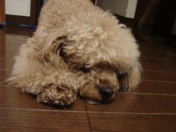 c0136736_22125123.gif