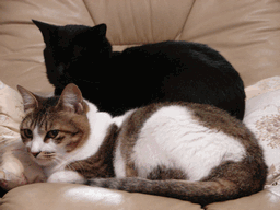 c0136736_22181144.gif