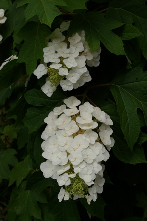 e0086642_1733087.jpg