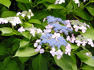 c0123149_22235299.jpg