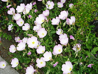 c0123149_22241623.jpg