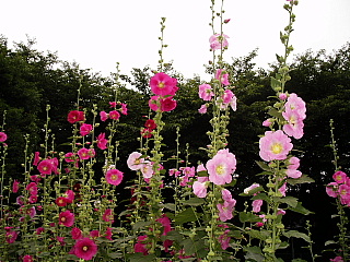 c0123149_222443.jpg