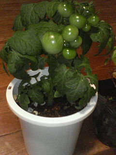 c0121954_14535139.jpg