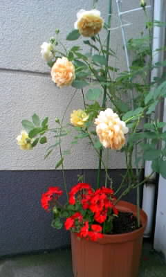 f0074659_17275821.jpg