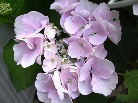 c0078480_17142783.jpg