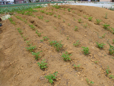 e0008586_221324.jpg