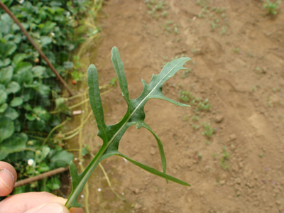 e0008586_222272.jpg
