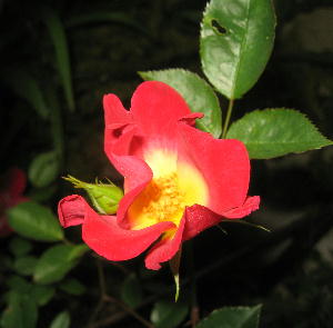 a0027290_21525239.jpg