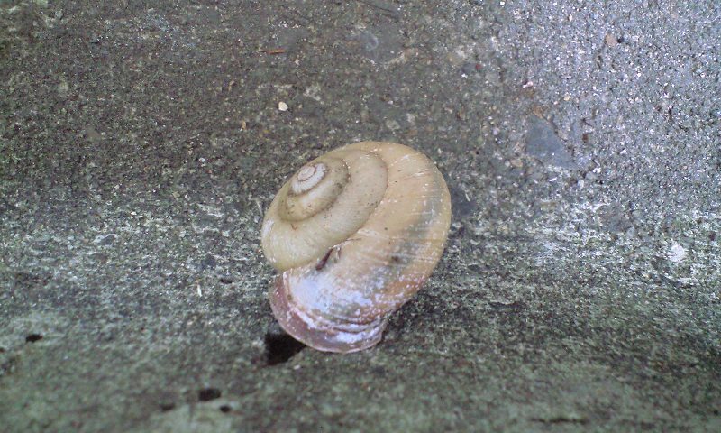 d0000607_20738.jpg