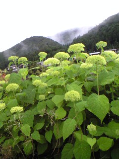 f0135908_861410.jpg