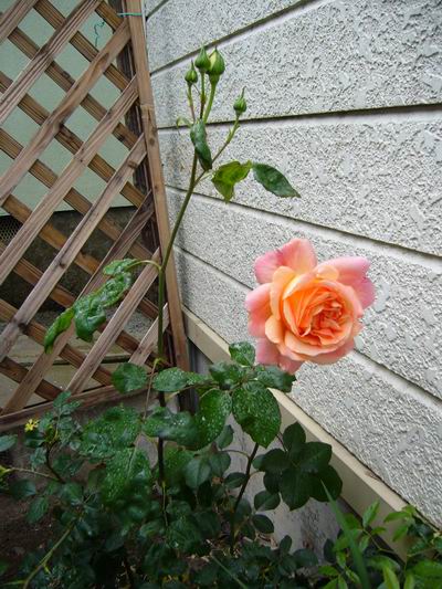 b0035611_13133371.jpg