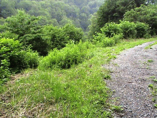 a0097823_1259789.gif
