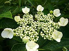 d0040733_11161198.jpg