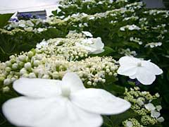 d0040733_1116294.jpg