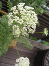 a0068339_2342291.jpg