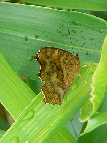 d0091754_030170.jpg