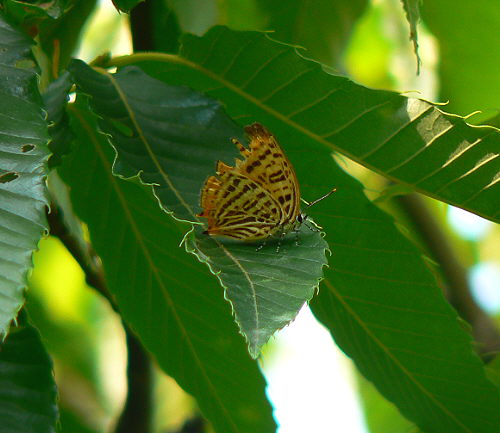 d0091754_1526236.jpg