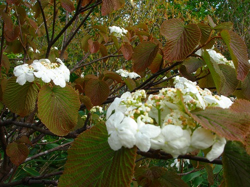 c0119160_2223796.jpg