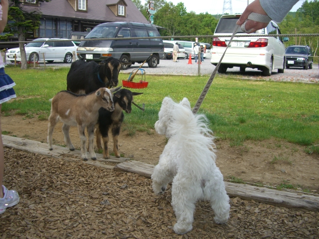 f0170866_18181220.jpg