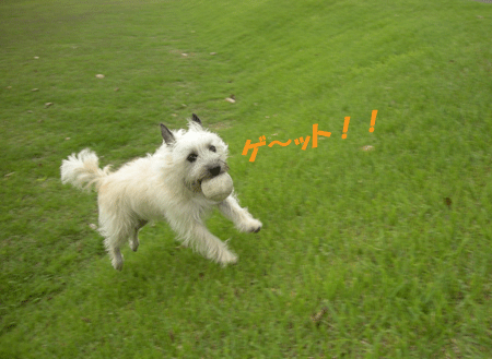 e0066883_1823791.gif