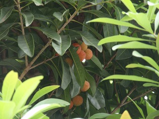 c0105785_912147.jpg