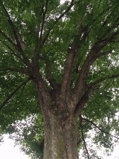 c0105785_9322949.jpg