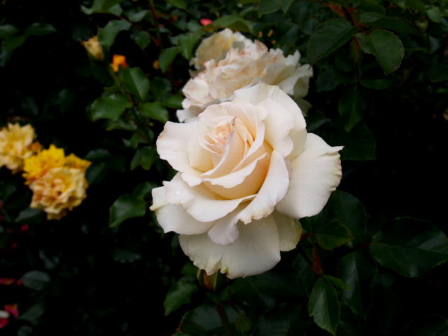 a0007388_9532365.jpg