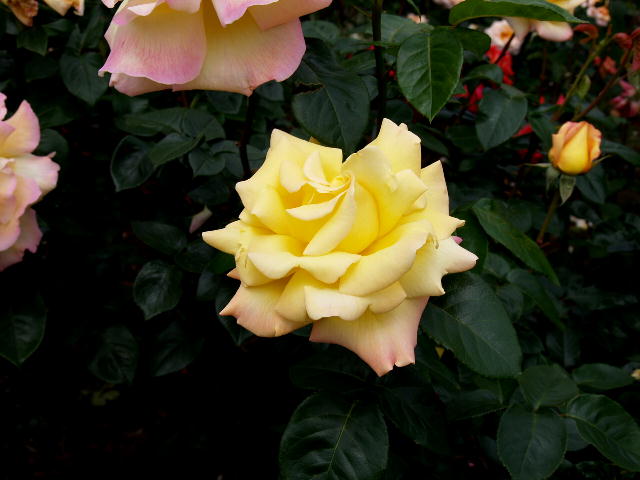 a0007388_9535034.jpg