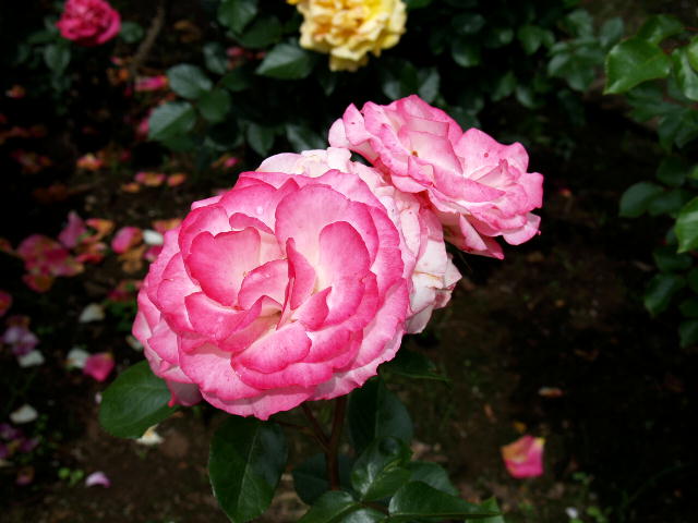 a0007388_954299.jpg