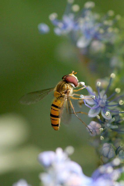 b0067789_21581423.jpg